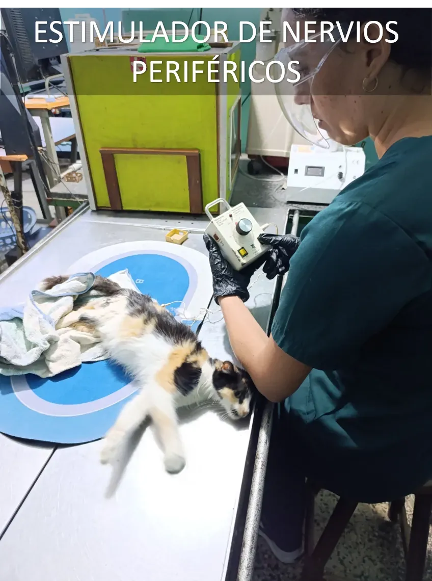 Fisioterapia